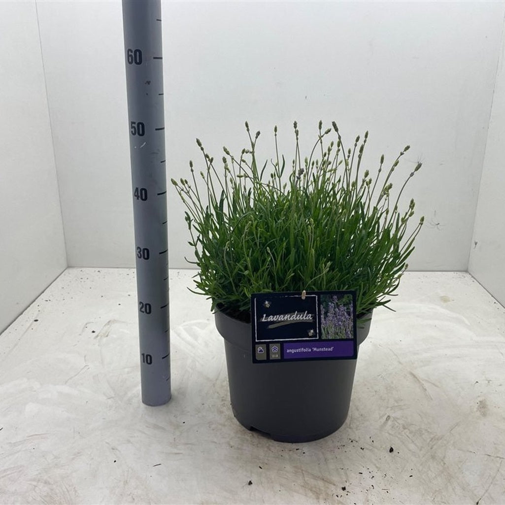 Lavendel – Lavandula angustifolia 'Munstead' - C10